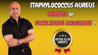 Staphylococcus Aureus  Aerobic or Facultative Anaerobic Bacteria [upl. by Gnolb124]