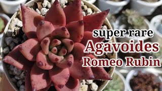 Repotting our Echeveria Agavoides Romeo Rubin Hybrid  Budol finds Eng Sub [upl. by Malynda105]