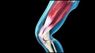 Knee Joint  Range of Movement  3D Medical Animation  ABP © [upl. by Jovi]