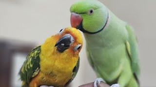 Whiskers amp Wings 😸🦜 is live My crazy parrots are taking over 🦜🦜 live parrots livestream cute [upl. by Tnias521]