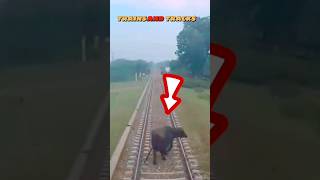 Live Big Buffalo hit with fastest train Green Line express live train buffalo shorts animals [upl. by Karoline]