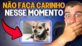 3 Situações Que Você Não Deve Fazer Carinho No Seu Cachorro [upl. by Nauqat9]