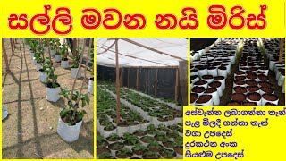 නයි මිරිස් වගා කරමු  Nai miris wagawa  Nai miris course  නයි මිරිස් පාඨමාලාව [upl. by Murton73]