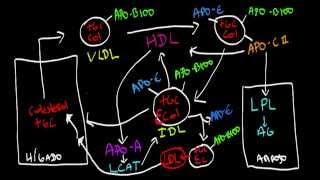 Metabolismo de las Lipoproteinas [upl. by Kaleb685]