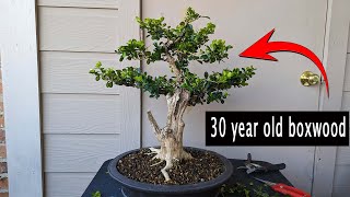 Old boxwood from bush to bonsai getting it ready for a show [upl. by Omrelliug]