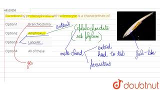 Excretion by protonephridia with solenocyte is a characteristic of [upl. by Nisay]