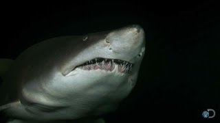 Cannibalistic Baby Sharks  Top Ten Sharkdown [upl. by Eerihs808]