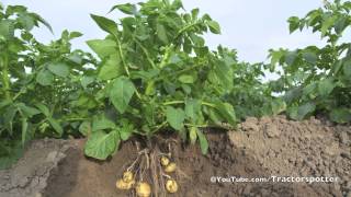 Aardappel Groeiseizoen 2013 Potato Growing Season  Vrolijk Landbouw [upl. by Yvehc]