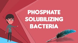 What is Phosphate solubilizing bacteria Explain Phosphate solubilizing bacteria [upl. by Etennaej]