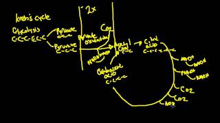 Krebs Cycle for Exercise Physiology [upl. by Annayr367]