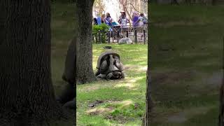 Aldabra Tortoises Mating at the Fort Worth Zoo [upl. by Hakaber]