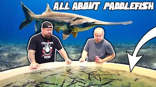 EVERYTHING YOU NEED TO KNOW ABOUT PADDLEFISH [upl. by Cesya]