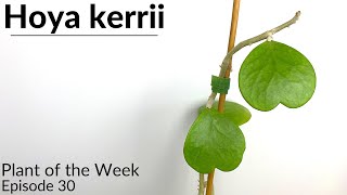 How To Care For Hoya kerrii  Plant Of The Week Ep 30 [upl. by Aisemaj]