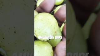 Amla ke guan ak chamatkare naturelovers youtube shortvideo viralvideo amla [upl. by Airam]