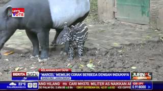 Bayi Tapir di Bonbin Bandung Punya Corak Unik [upl. by Eelarual]