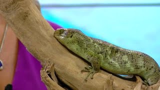 Creature Feature Monkey Tailed Skink [upl. by Mikal]