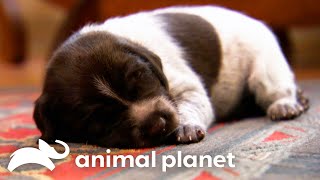 Adorable German Shorthaired Pointer Puppies Make Friends with Kitten  Too Cute  Animal Planet [upl. by Weinrich]