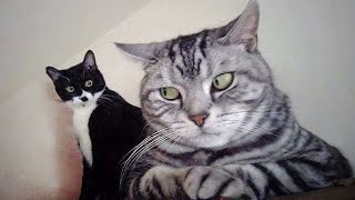 The Most Over DRAMATIC CATS Ever 😂 Funny Cat Videos of 2024 😹 [upl. by Aikem]