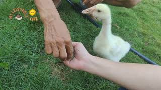 My yellow gosling turning white [upl. by Dewar539]