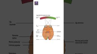 Así Funciona Tu Cerebro para Procesar lo que Ves 🧠👁️  Neurociencia Visual Explicada cerebro [upl. by Anaicul]