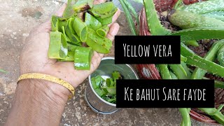 aloe vera ke bahut Sare fayde [upl. by Hufnagel]