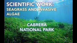 Scientific work Seagrass and invasive algae in Cabrera National Park [upl. by Furey]