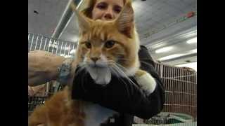 Mondo Gatto  Mostra Felina Internazionale delle Marche [upl. by Northrup]