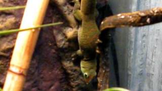 Giant day gecko Whites tree frog Vivarium [upl. by Halden]