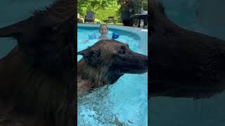 Profitezvous du bel été à date piscine piscines spa pool poolparty malinois maligator [upl. by Nylsej]