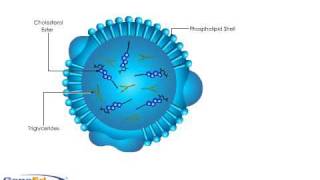 Lipoprotein Structure [upl. by Anwahsak327]