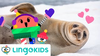 ARCTIC ANIMALS SONG 🐧🎶 Polar animals songs for kids  Lingokids [upl. by Ecertak]