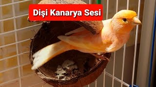 Dişi Kanarya Sesi Kanarya Huylandırma  Kuş Videoları [upl. by Margetts]