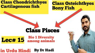 Class Pisces or Class Chondrichthyes and osteichthyes bony fish and cartilaginous fish [upl. by Ennaesor]