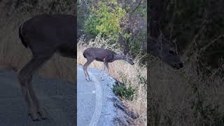 Graceful Deer Crossing for Tender Green Leaves 🦌🍃 wildlife deersighting deerwatching deer [upl. by Garihc]