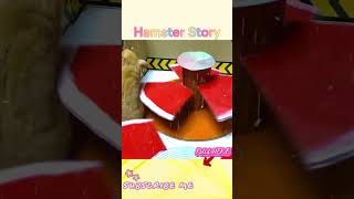 🐹Hamster Escapes The Awesome Maze For Pets In Real Life 🐹 in Hamster Story 2 [upl. by Maccarone]