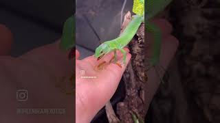 Green keelbellied lizard snatches insect out of midair [upl. by Dolorita549]