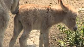 Zwergeselfohlen im Zoo [upl. by Weinberg]