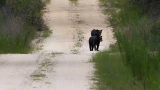 Riding In Ocala National Forest [upl. by Hsemar]