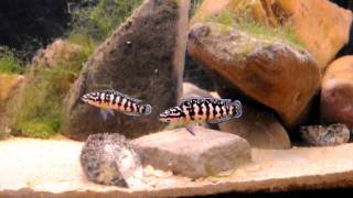 Julidochromis sp gombe [upl. by Ettelrac]