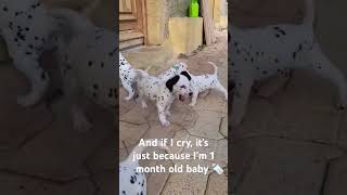 Valkyr le dalmatien Im now born dalmatian love dog shorts shortvideo [upl. by Anoj]