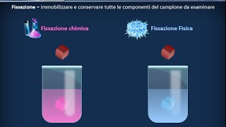 Istologia 01  Nozioni di microscopia e preparazione dei campioni [upl. by Ado]