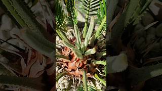 Japanischer Sago Palmfarm Terrasse Cycas revoluta neuer Austrieb Palm Farn [upl. by Elwee]