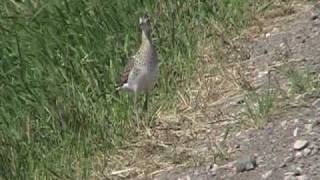 Upland Sandpiper Scolopacidae Bartramia longicauda [upl. by Oirasor588]