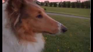 MY COLLIE DOG SHELBIE BARKS AND GROWLS AT DEER [upl. by Rind]