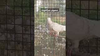 Highflyer pigeon  like and subscribe it kkabutargroupvermapigron pigeoncoop [upl. by Nisbet]