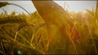 My Wheat Field scene  GLADIATOR [upl. by Aeriela]