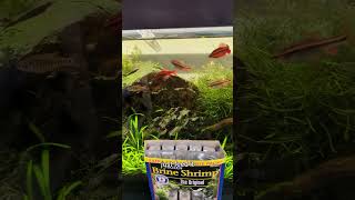 How to Feed Brine Shrimp [upl. by Ronica736]