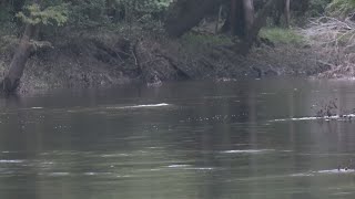 Northeast Cape Fear River continue to shows various types of PFAs in water [upl. by Kelsi]