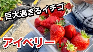 【いちご狩り】千葉にある石毛いちご園行ってきたぜ❗️ 桁違いなサイズのイチゴ アイベリー⚡ イチゴ好き必見❗️🍓 [upl. by Lubeck923]