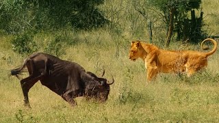 Wildebeest Passes Out in Front of Lion Mid Hunt [upl. by Einial]